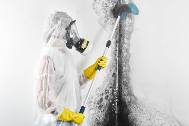 Mold Odor Removal Services in West Lealman, FL