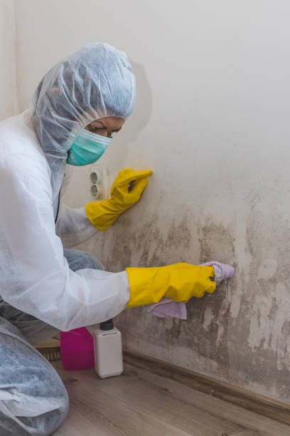 Best Industrial Mold Remediation  in West Lealman, FL